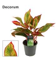 Aglaonema Red Fire 12 cm (Decorum)