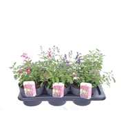 Salvia greggii mix