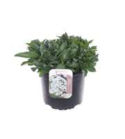 Veronica gentianoides alba