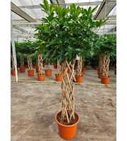 Schefflera arboricola 'Compacta'