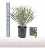 Yucca rostrata