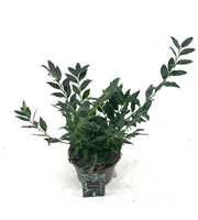 Sarcococca confusa