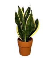 Sansevieria Superba in terracotta pot