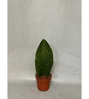 Sansevieria Cylindrica Congo