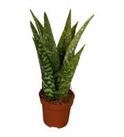 Sansevieria Cylindrica Aubrytiana