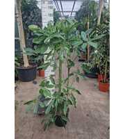 Schefflera Amate toef 180