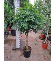 Schefflera arboricola 'Compacta' gevlochten stam 1