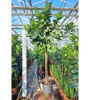 Ficus Lyrata multistam 450