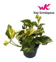 Scindapsus (Epipremnum) N'joy Gold