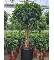 Ficus Nitida