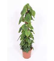 Philodendron scandens "kratistestok"