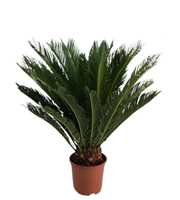 Cycas revolta 16+ blad