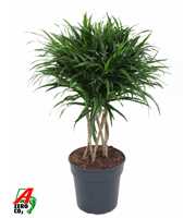 Dracaena Anita Varriegata Koker