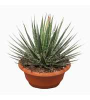 Agave filifera 35 cm