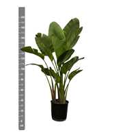 Strelitzia Nicolai XXL - 200cm