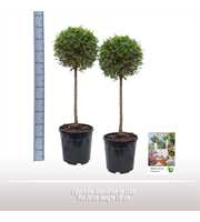 Ligustrum Jonandrum op stam