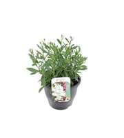 Gaura lind. Gaudi Medium White