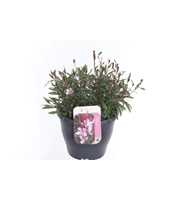 Gaura lind. Gaudi Medium Pink