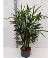 rhapis excelsa hy