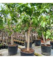 ficus carica