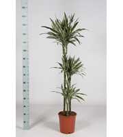 Dranaena white stripe 906030 140cm
