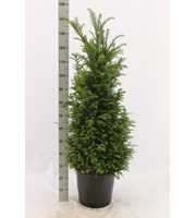 Taxus baccata