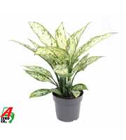 Dieffenbachia Vesuvius P19