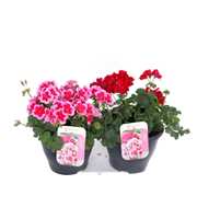 Pelargonium Calliope mix