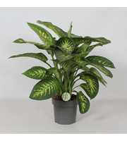 Dieffenbachia 'Reeva'