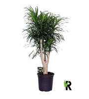 Dracaena refl.Anita vertakt