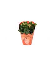 KP-848.5 - Kalanchoe Rosalina in Gifts Halloween