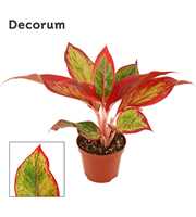 Aglaonema Red Fire 9 cm (Decorum)