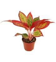 Aglaonema Red Fire 9 cm