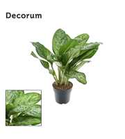 Aglaonema Greenlight (Decorum) 21cm