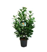 Prunus laur. 'Bonaparte' PBR