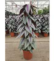 Cissus Violet Vine piramide