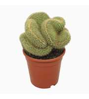Vatricania guentherii cristata 17 cm