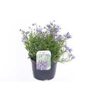 Campanula cochl. Blue Baby