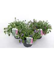 Scaevola aemula mix