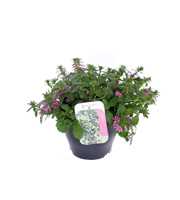 Scaevola aemula Blessing Pink