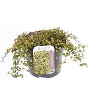 Muehlenbeckia complexa Golden Girl