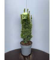Taxus b. 'David'