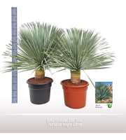 Yucca rostrata "Blue Swan"