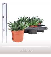 Gasteraloe