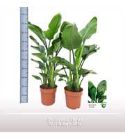 Strelitzia nicolai 3 per pot