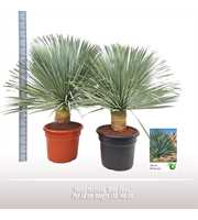 Yucca rostrata "Blue Swan"