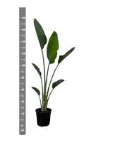 Strelitzia Nicolai - 180cm