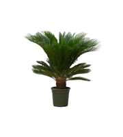 Cycas Revoluta - 120cm