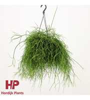 Rhipsalis baccifera 'Oasis'