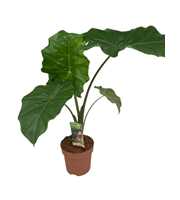 Alocasia Portodora